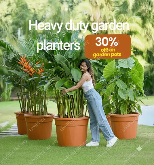planter-big-sale-banner-mobile