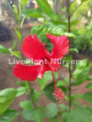 Hibiscus Rosa Sinensis