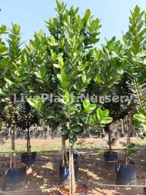 Calophyllum Inophyllum