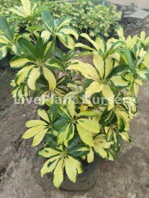 Schefflera Verigated