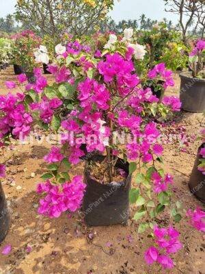 Bogainvillea