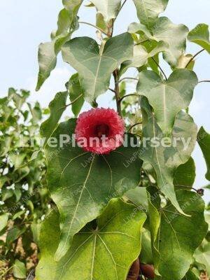 Thespesia Populne (Portia Tree)