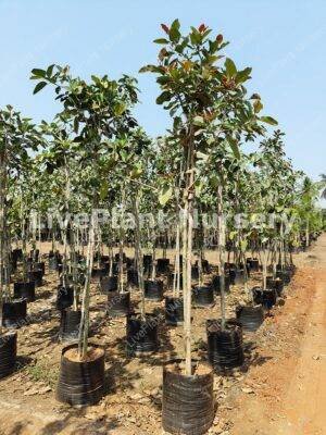 Ficus Benghalensis