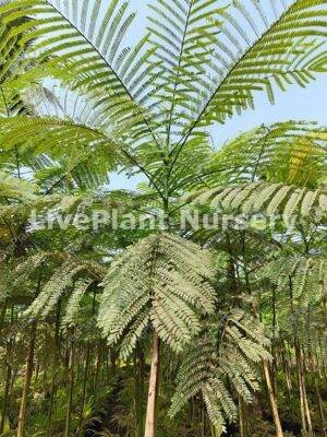 Schizolobum Parahyba(Tower Tree)