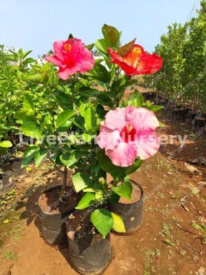 Hibiscus Dwarf