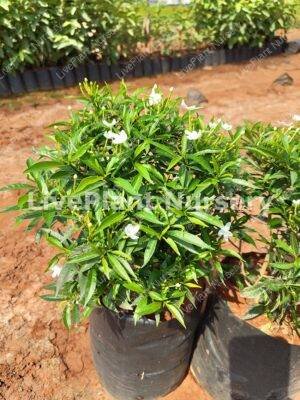 Tabernaemontana Divaricata