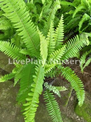 Golden Fern