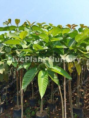 Neolamarckia Cadamba