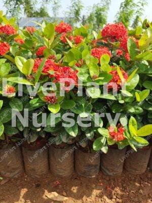 Thailand Ixora