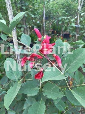 Erythrina Crista-Galli