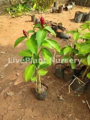 Costus Woodsonii