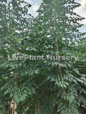 Millingtonia Hortensis