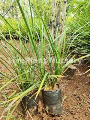 Ophiopogon Japonicus