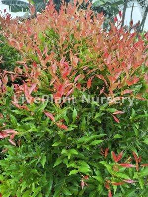 Syzyium Campanulatm (Eugenia)