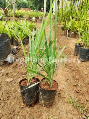 Cymbopogon Ciratu (Lemon Grass)