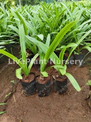 Hymenocallis Littoralis (Spider Lilly)