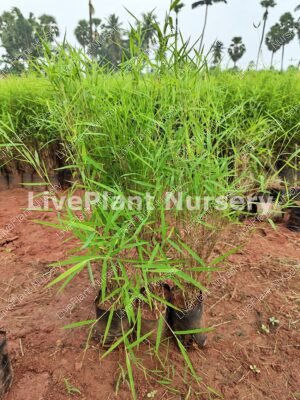 Bamboo Grass