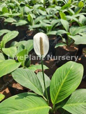 Spathiphyllum