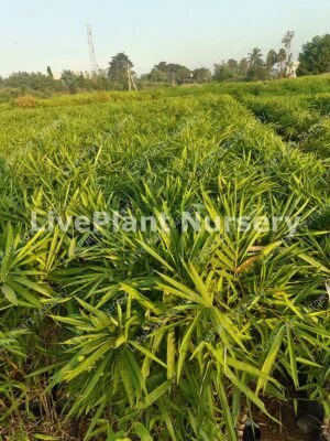 Bambusa Ventricosa Bushy