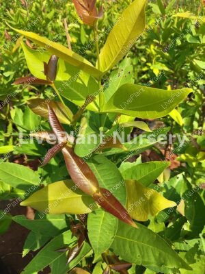 Syzygium Samarangense(Water apple)