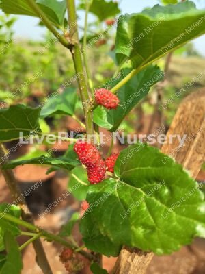 Mulberry plant