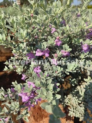 Leucophyllum Frutescens