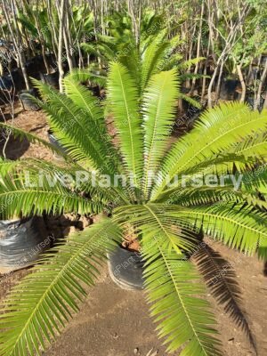 Cycas Dioon