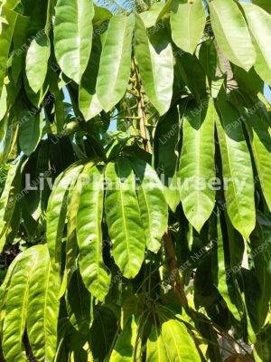 Brassia Actinophylla