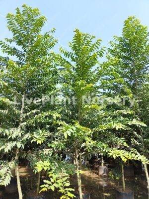 Putranjiva Roxburghii