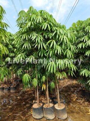 Sterculia Foetida(China Badam)