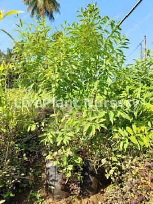 Santalum album (White Sanda)