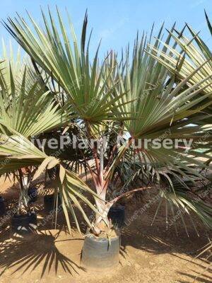 Lantania Lontarodies Red (Lantnia Rubra)