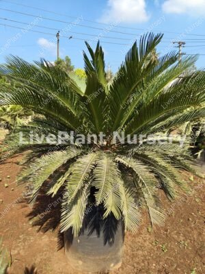 Cycas Revoluta