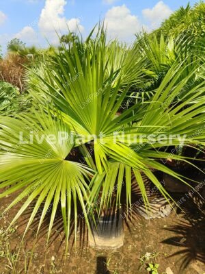 Livistona Chinensis
