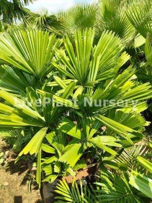 Licuala Spinosa