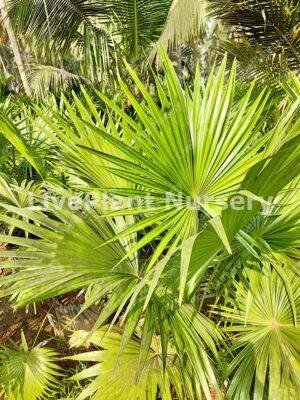 China palm