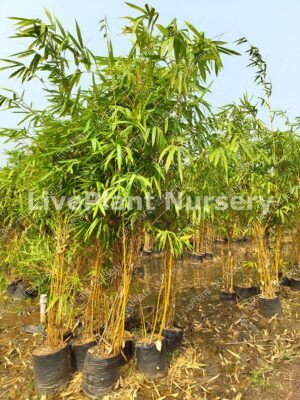 Phyllostachys Aurea