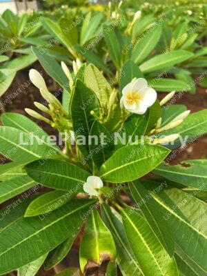 Plumeria American White