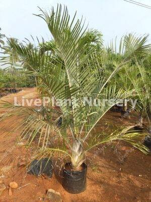 Dypsis decaryi(Triangular Palm)