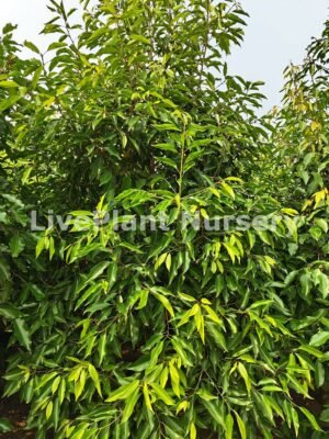 Mimusops Elengi (Bakul)