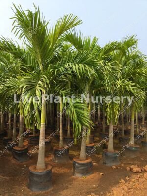 Veitchia Merrillii Green