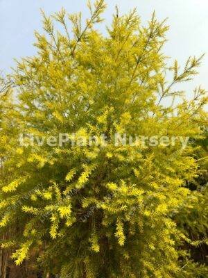 Melaleuca Bracteata (Golden bottle brush)