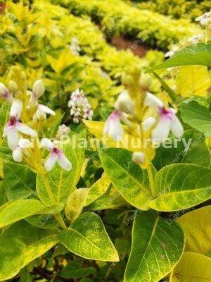 Pseuderanthemu reticulatum