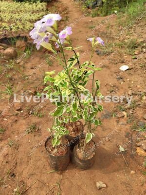 Asystasia gangetica verigated