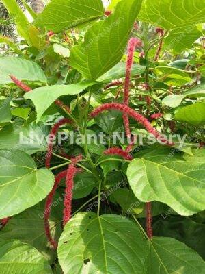 Acalypha Hispida