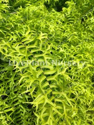 Nephrolepis Biserrata(Fishtail Fern)