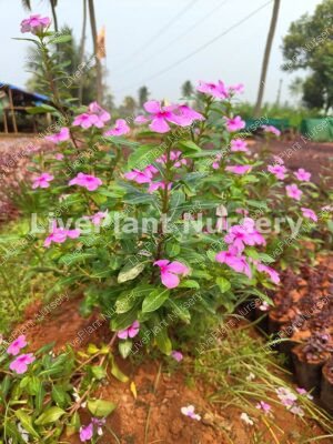 Catharanthus Roseus (Vinca Rose)