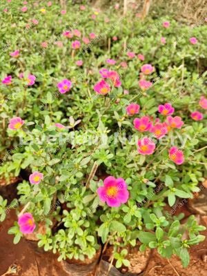Portulaca Grandiflora