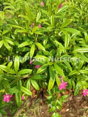 Lemonia (Ravenia Spectabilis)