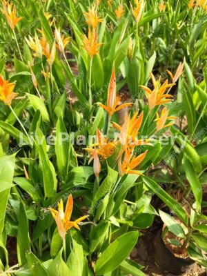 Helconia Mini Orange